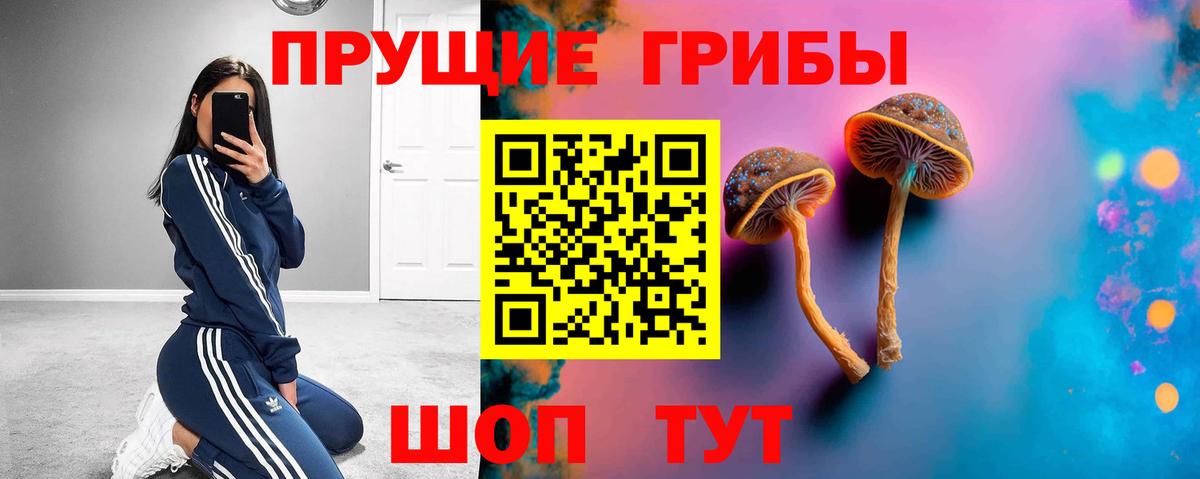 Галлюциногенные грибы Psilocybe Пятигорск